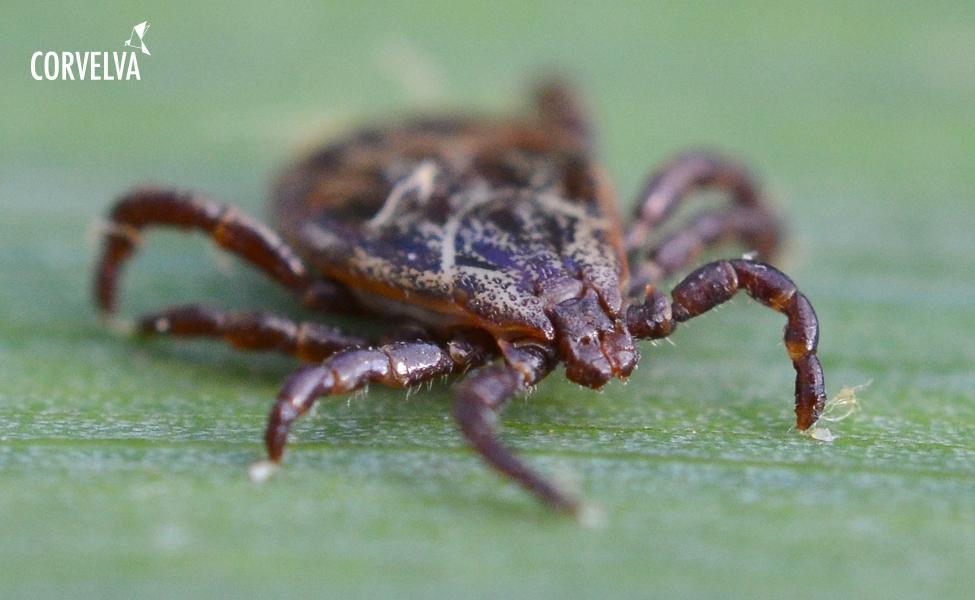 Ticks as weapons of war? The Pentagon investigates