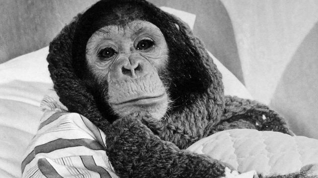 Os segredos do vírus do chimpanzé