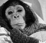 Los secretos del virus del chimpancé